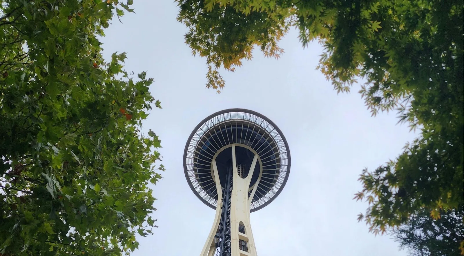 Looking up at the Space Needle framed by autumn leaves